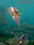 scuba diving photo