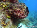 scuba diving photo