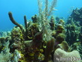 scuba diving photo