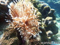 scuba diving photo