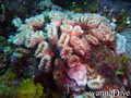scuba diving photo