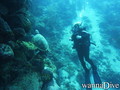 scuba diving photo