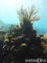 scuba diving photo