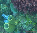 scuba diving photo