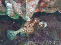 scuba diving photo