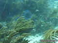 scuba diving photo