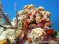 scuba diving photo