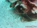 scuba diving photo