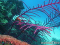 scuba diving photo