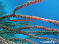 scuba diving photo