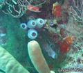 scuba diving photo