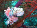 scuba diving photo