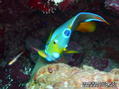 scuba diving photo