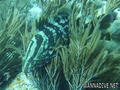 scuba diving photo