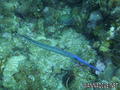 scuba diving photo