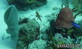 scuba diving photo