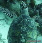 scuba diving photo
