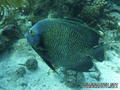 scuba diving photo