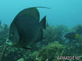 scuba diving photo