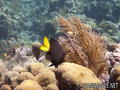 scuba diving photo