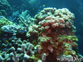 scuba diving photo