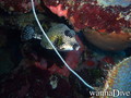 scuba diving photo
