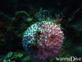 scuba diving photo
