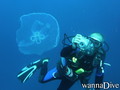 scuba diving photo