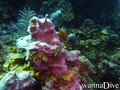 scuba diving photo