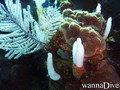 scuba diving photo