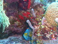 scuba diving photo