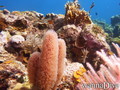 scuba diving photo