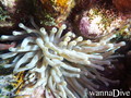 scuba diving photo