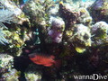 scuba diving photo