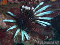 scuba diving photo