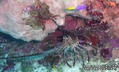scuba diving photo