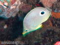 scuba diving photo