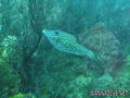 scuba diving photo