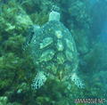 scuba diving photo