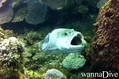scuba diving photo