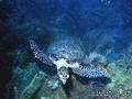 scuba diving photo