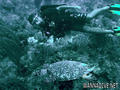 scuba diving photo