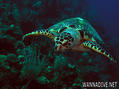 scuba diving photo