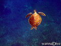 scuba diving photo