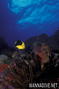 scuba diving photo