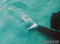 scuba diving photo