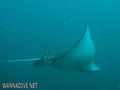 scuba diving photo