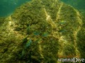 scuba diving photo