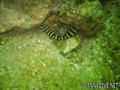 scuba diving photo