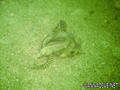 scuba diving photo